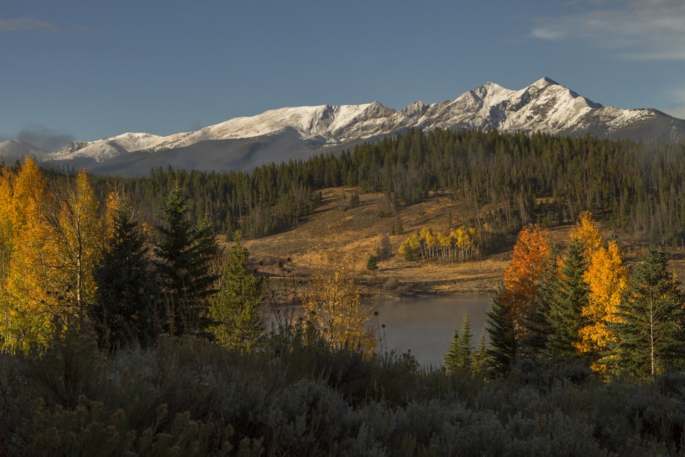 green and brown trees near snow covered mountain during daytime