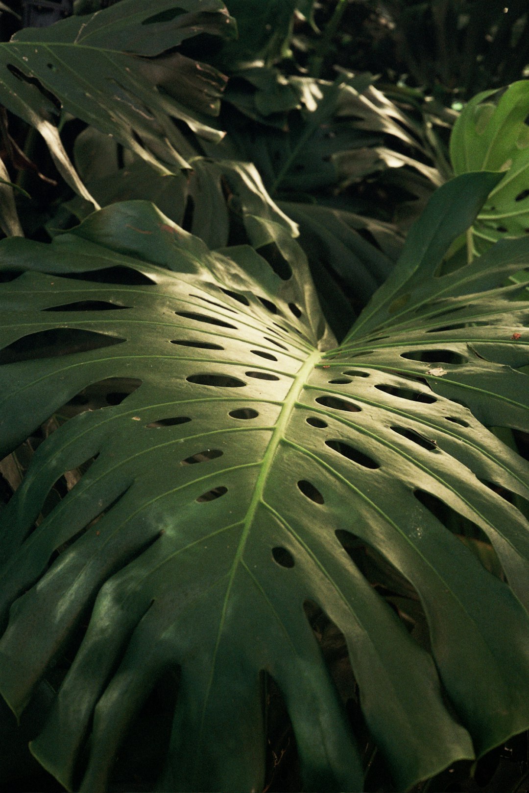 paradise palm, leaves, green leaf plant during daytime