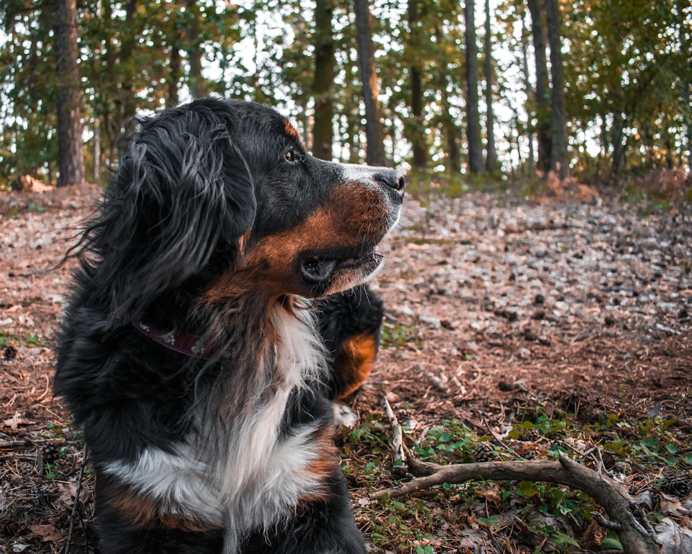 black white and brown long coated dog sitting on brown dried leaves during daytime