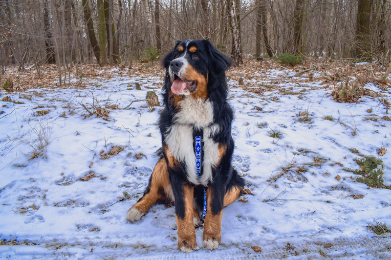 Hanni, eine Berner Sennenhündin, sitzt im Schnee in einem winterlichen Wald