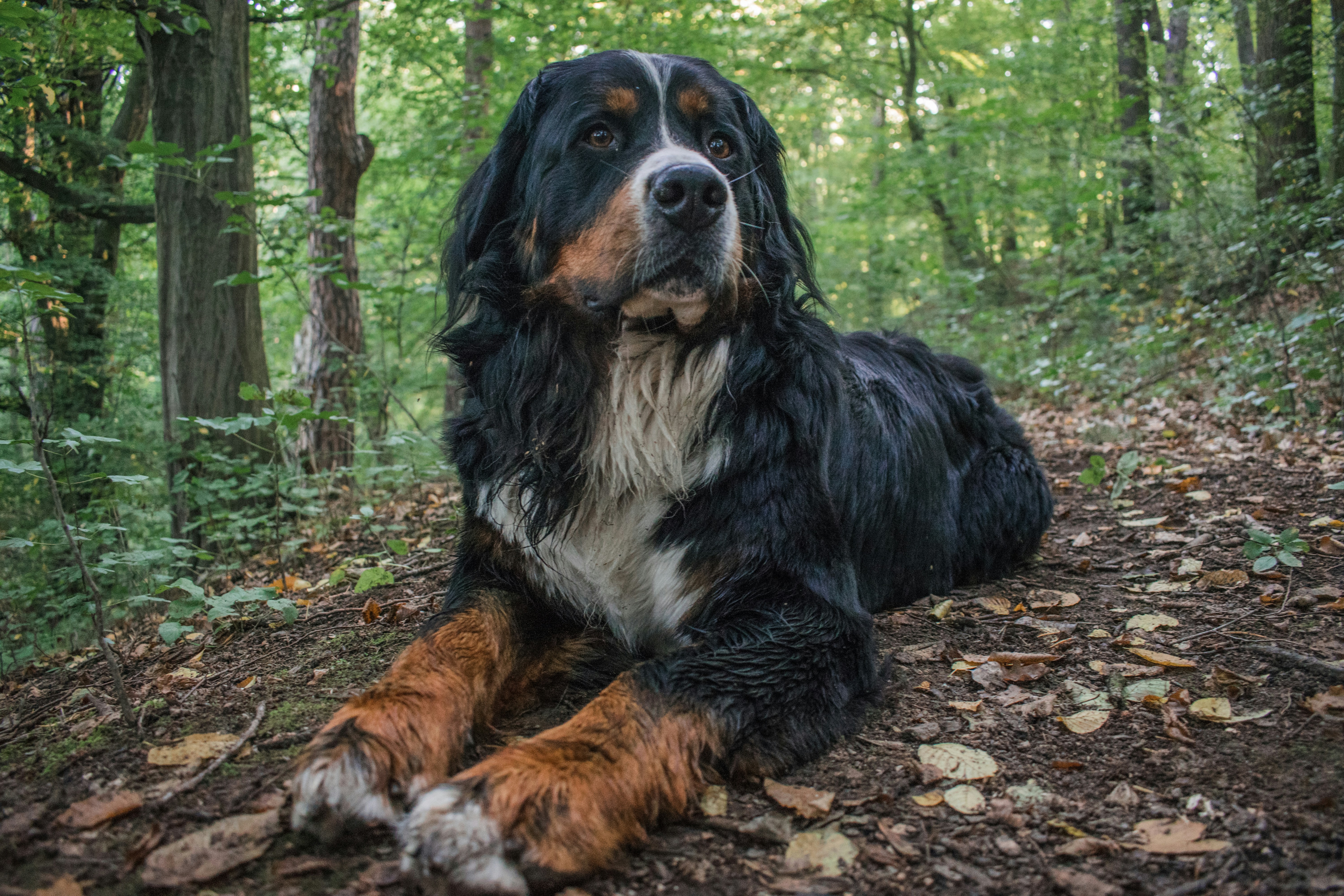 Schwarzbrauner und weißer Berner Sennenhund auf dem Boden liegend