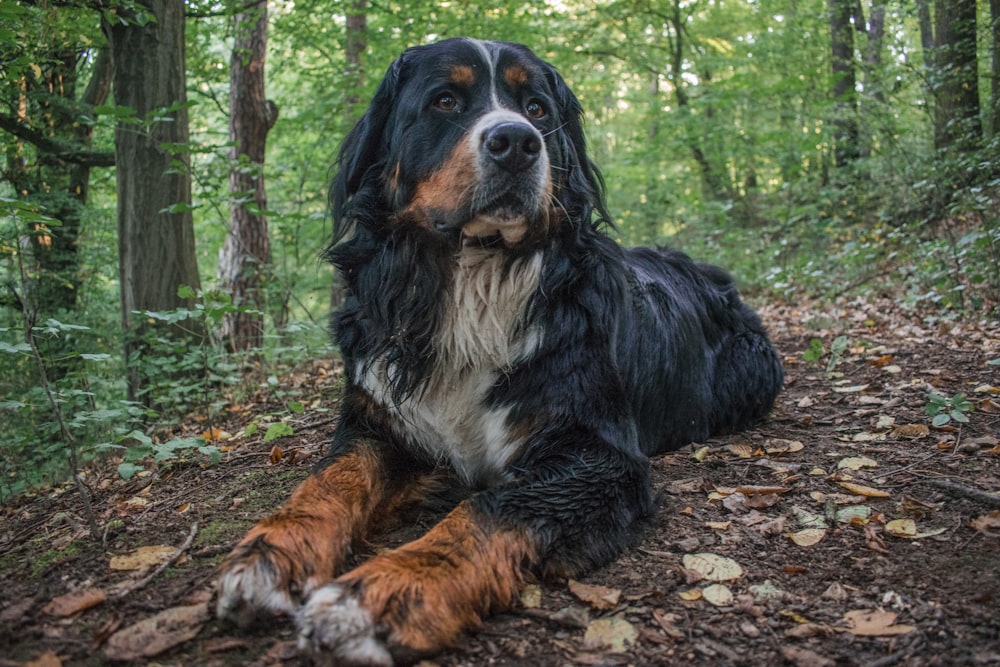 black brown and white bernese mountain dog lying on ground