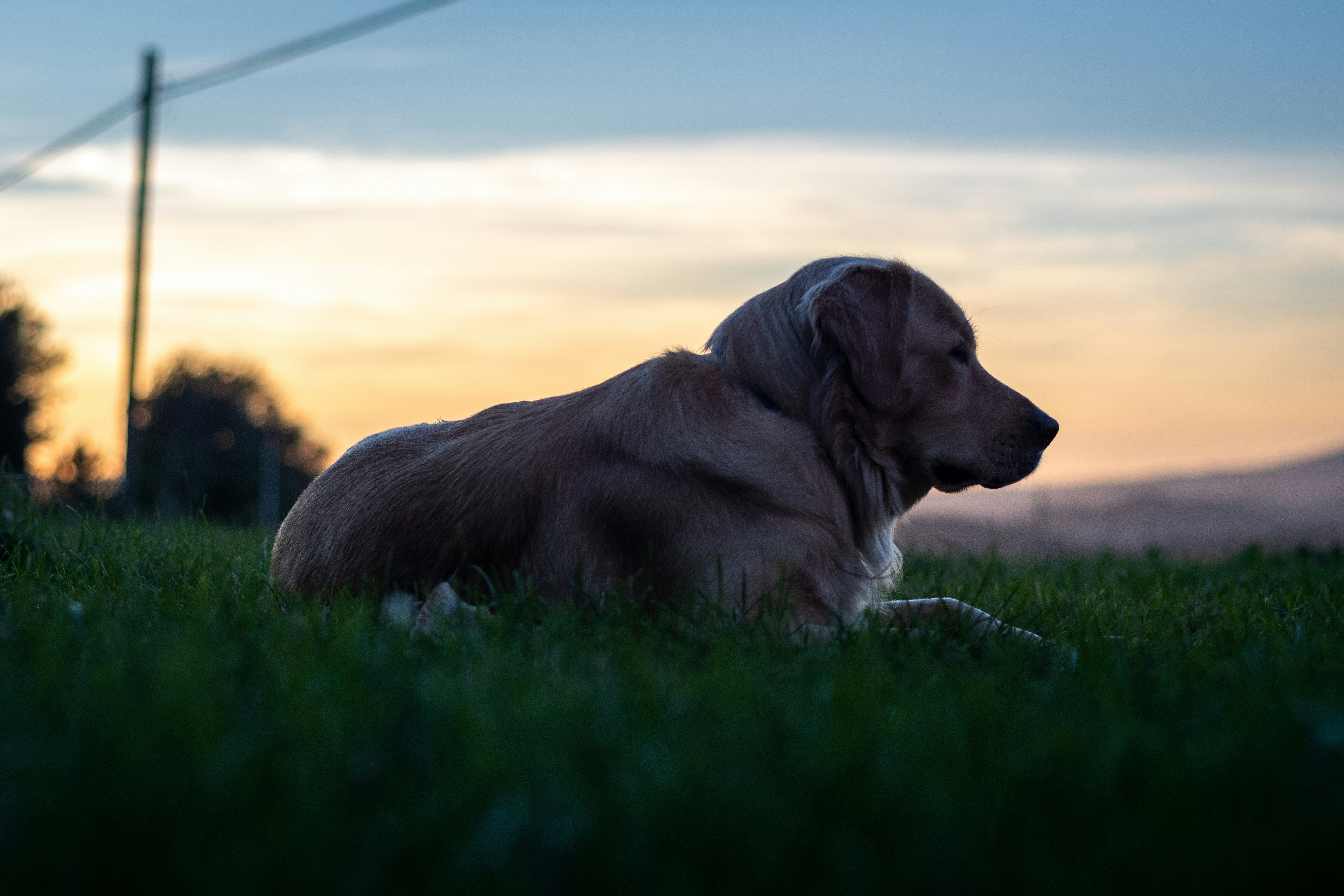 Golden retriever lying on green grass field during daytime photo Free