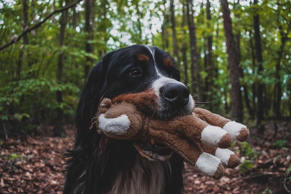 black and brown long coated dog