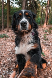 25 Best Dog Breeds for Highly Sensitive People (HSP)