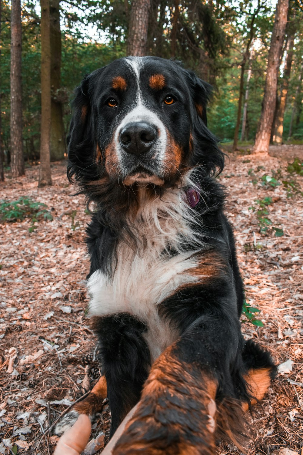 cão preto branco e marrom de pelagem longa