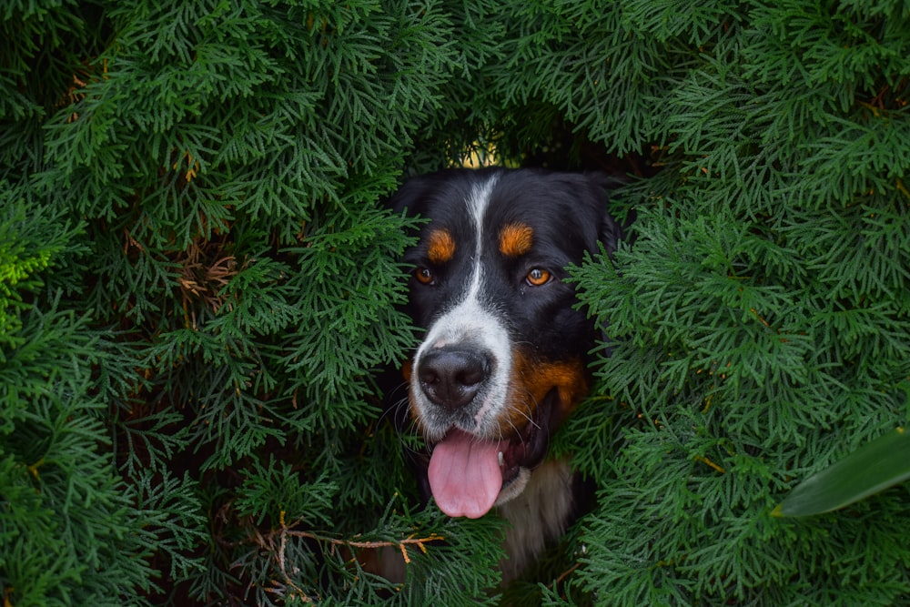 black white and brown short coated dog on green grass