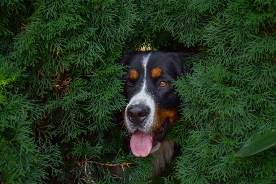 Senior dog enjoying gentle outdoor time