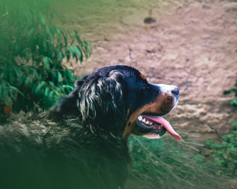 black and brown long coated dog