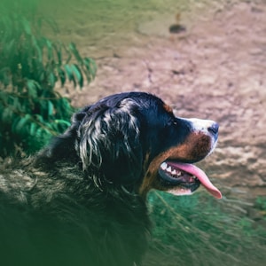 black and brown long coated dog