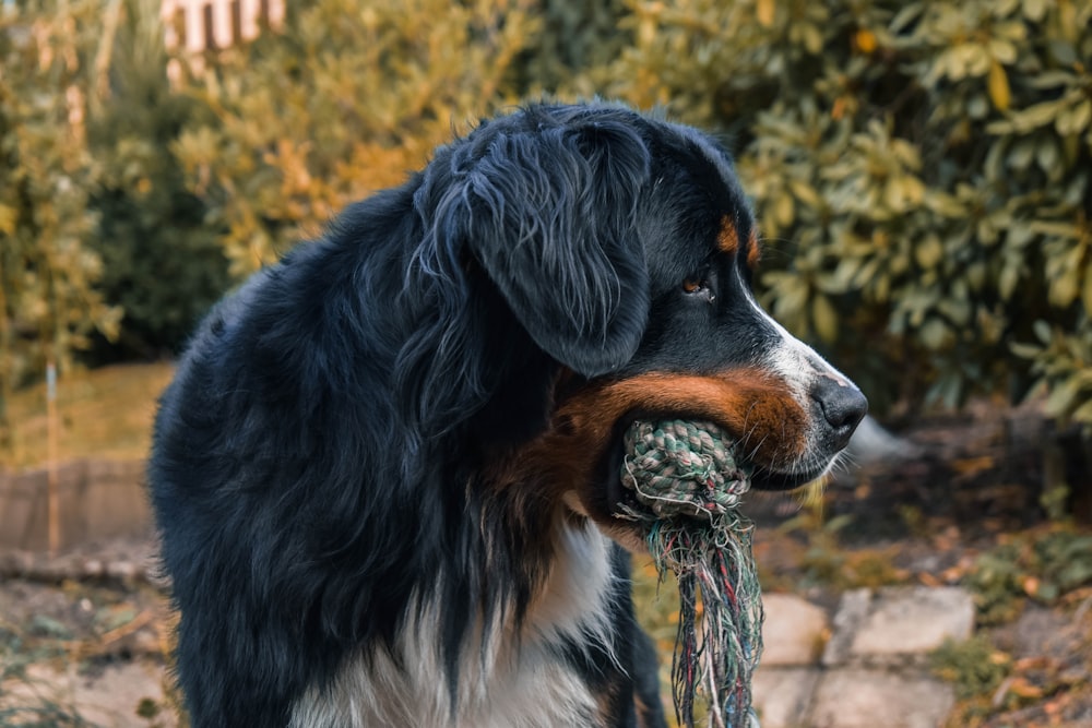 black white and brown bernese mountain dog