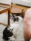 white and black rabbit on gray floor