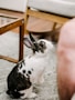 white and black rabbit on gray floor