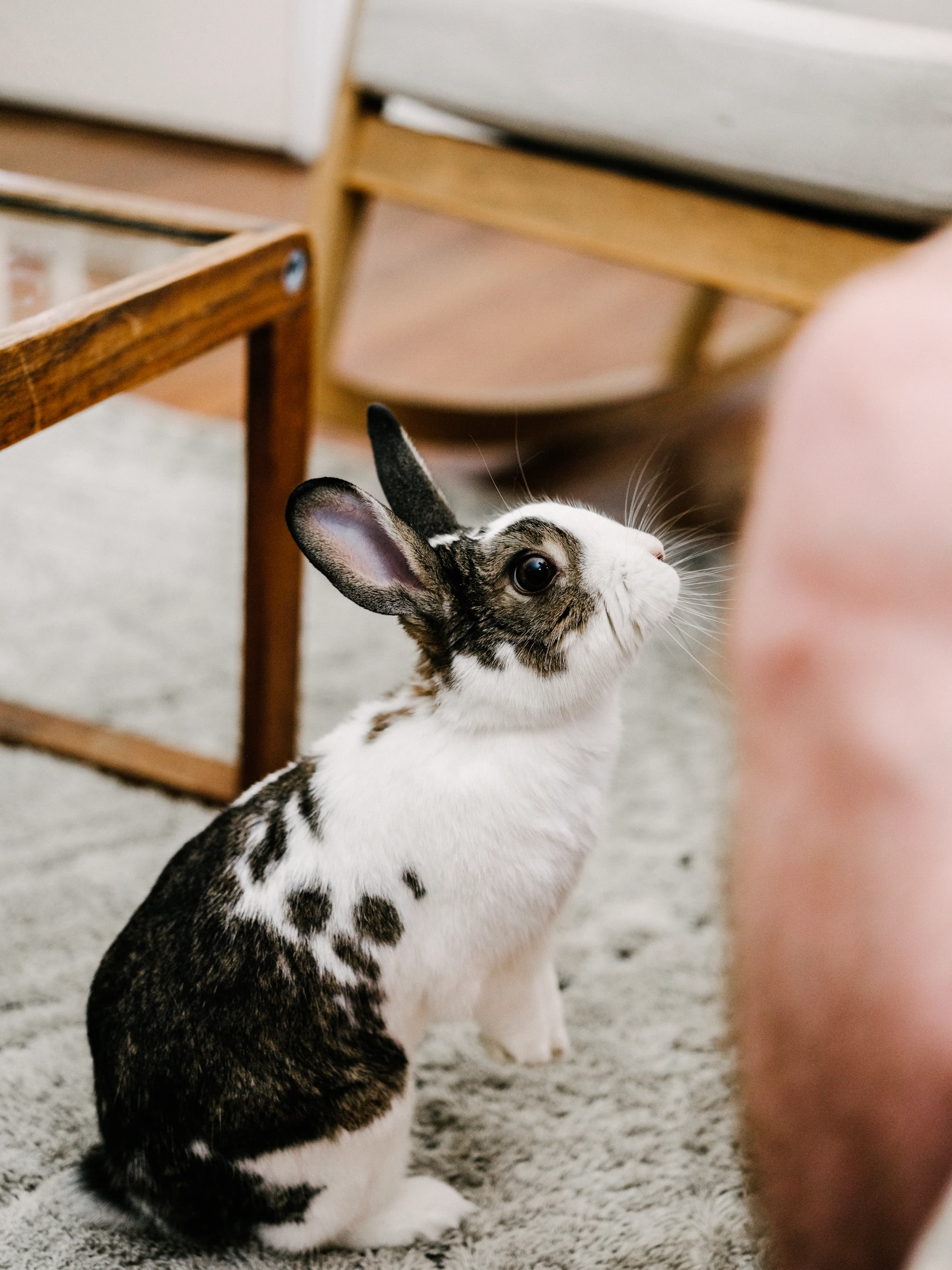 A black-and-white spotted rabbit standing up on a grey rug beside a wooden coffee table