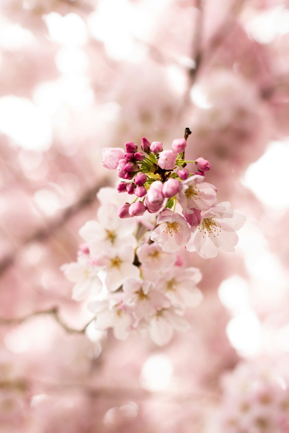 pink cherry blossom in close up photography