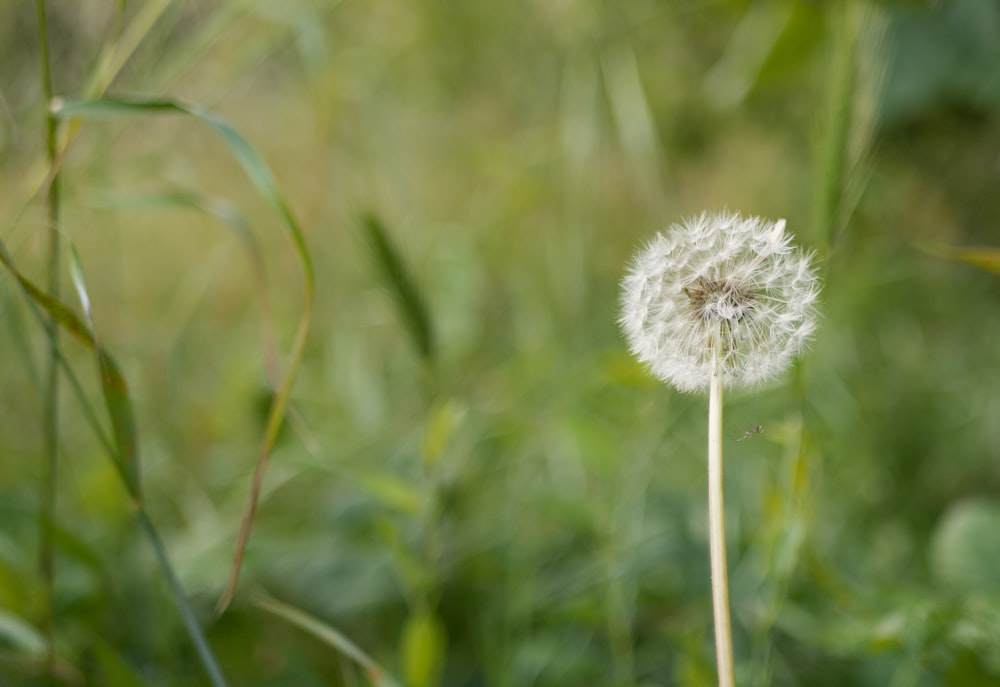 white dandelion in close up photography