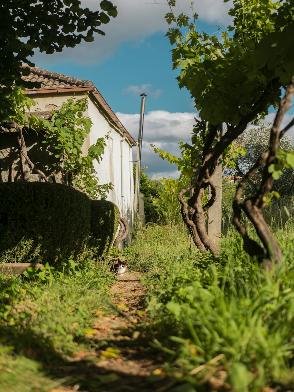 white wooden house near green grass field during daytime