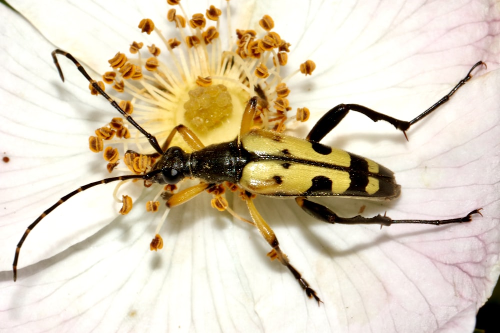 black and yellow insect on white flower