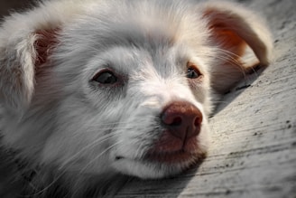 A close-up of a content dog resting peacefully after rescue, showcasing trust and calm.