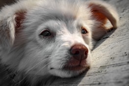 Close-up of a rescued animal looking calm and safe in the sanctuary.