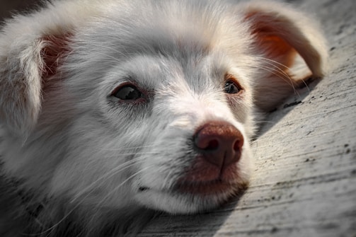 A close-up of a content dog resting peacefully after rescue, showcasing trust and calm.
