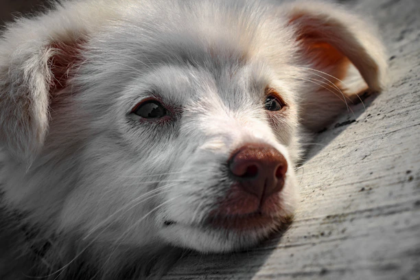Close-up of a dog's attentive eyes, showing trust and calmness.