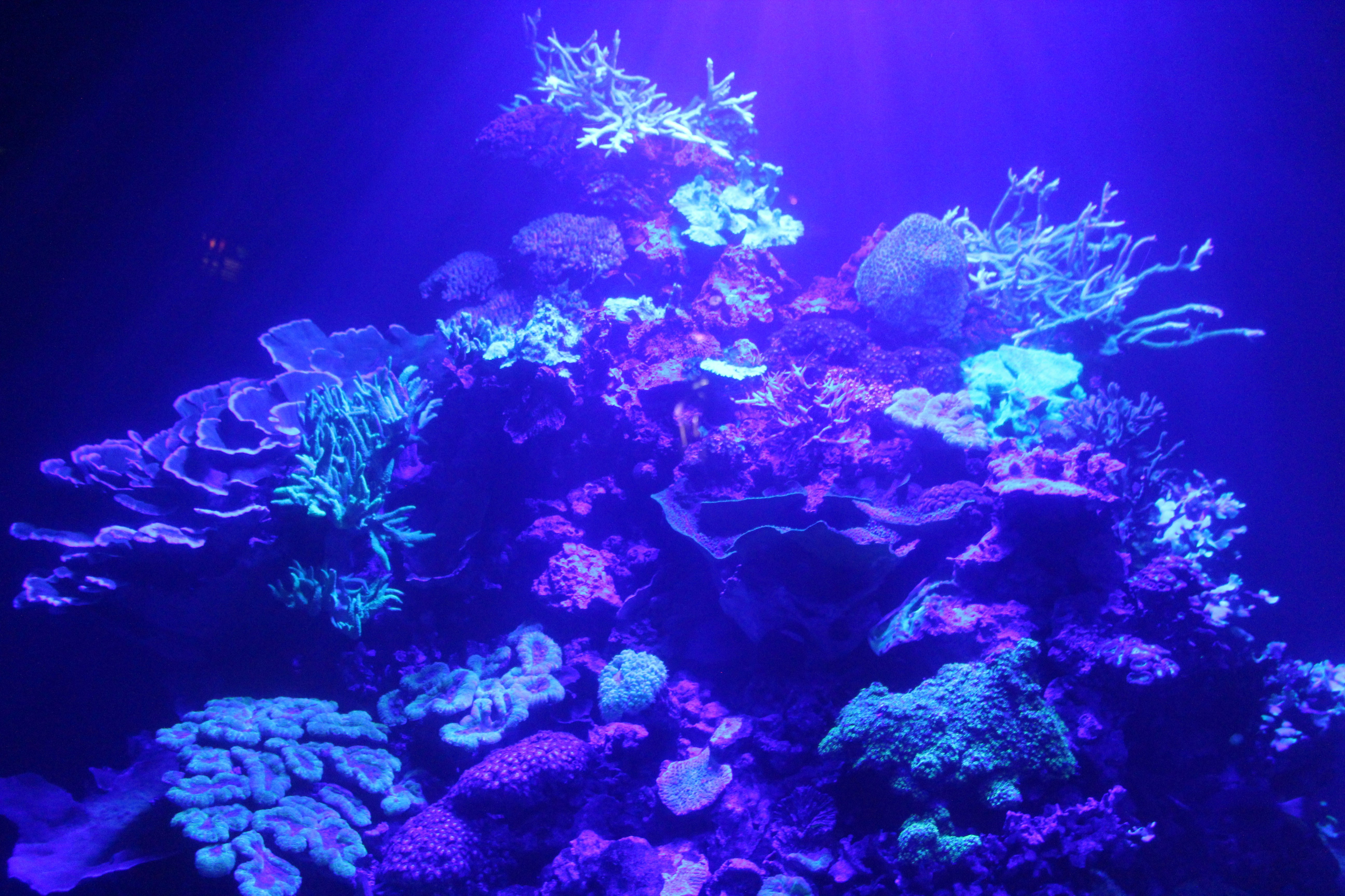 Radiant Blue Acropora