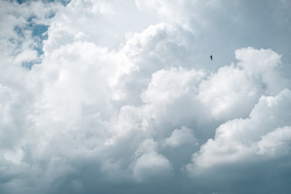 pájaro negro volando bajo nubes blancas durante el día