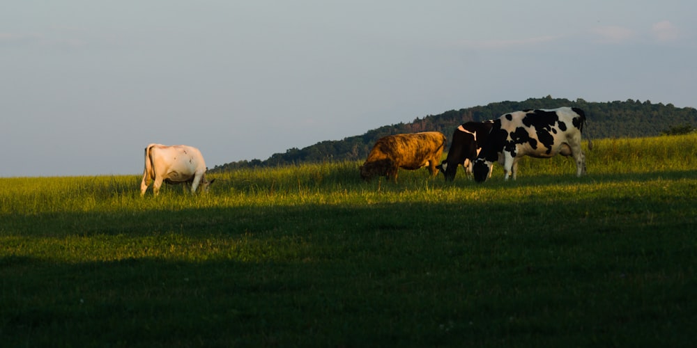 herd of sheep on green grass field during daytime