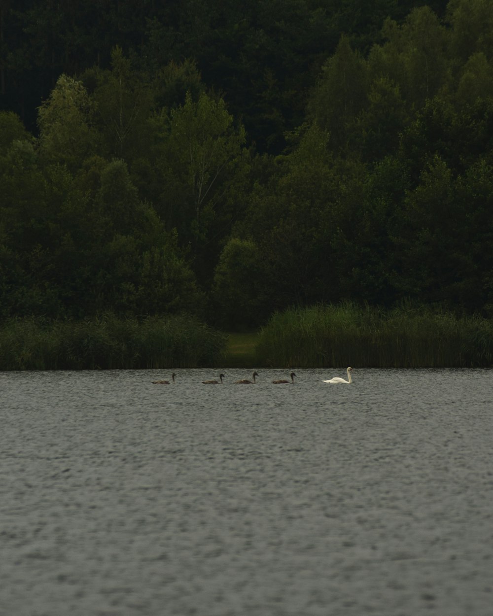 white boat on body of water during daytime