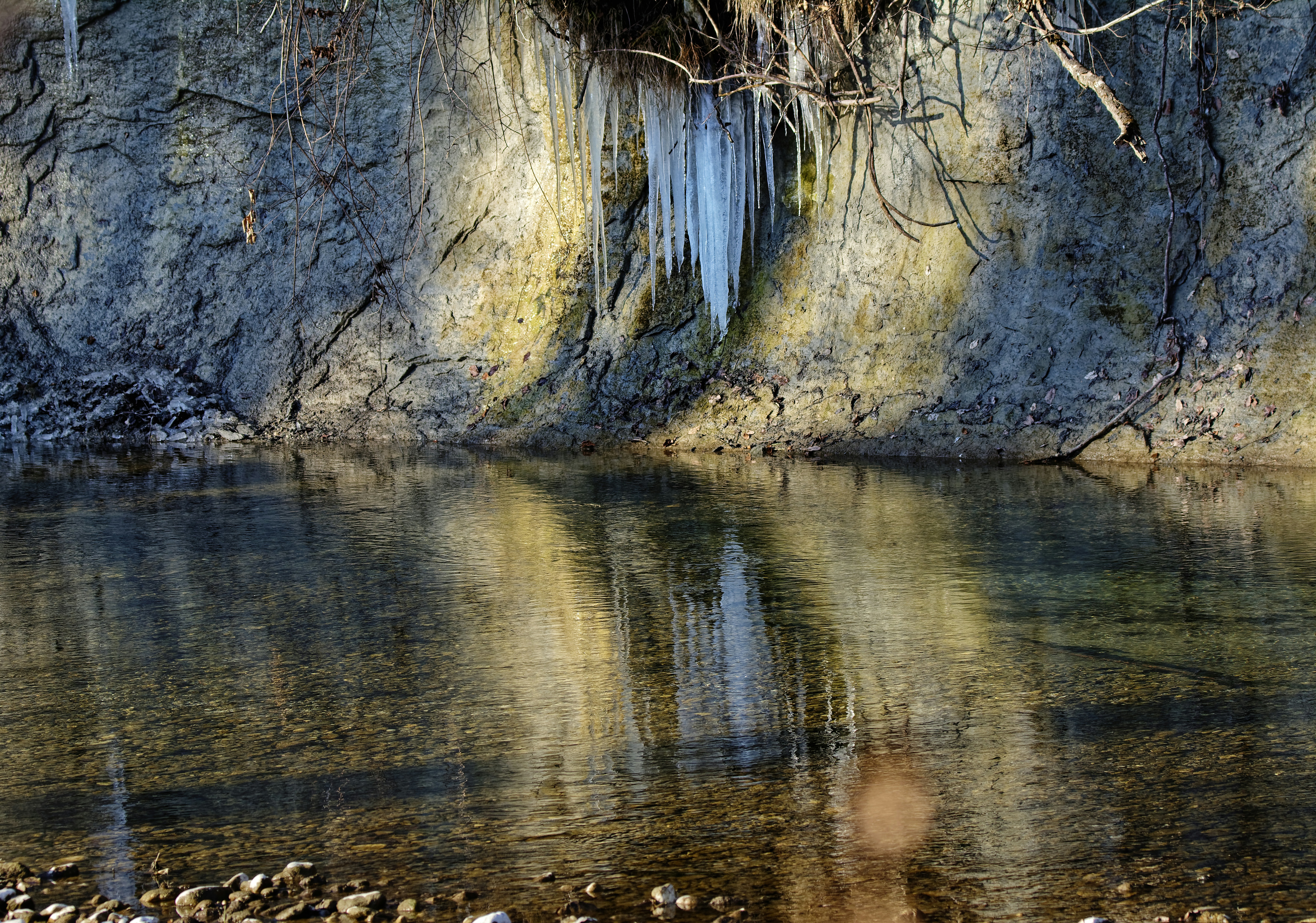 brown tree trunk on water