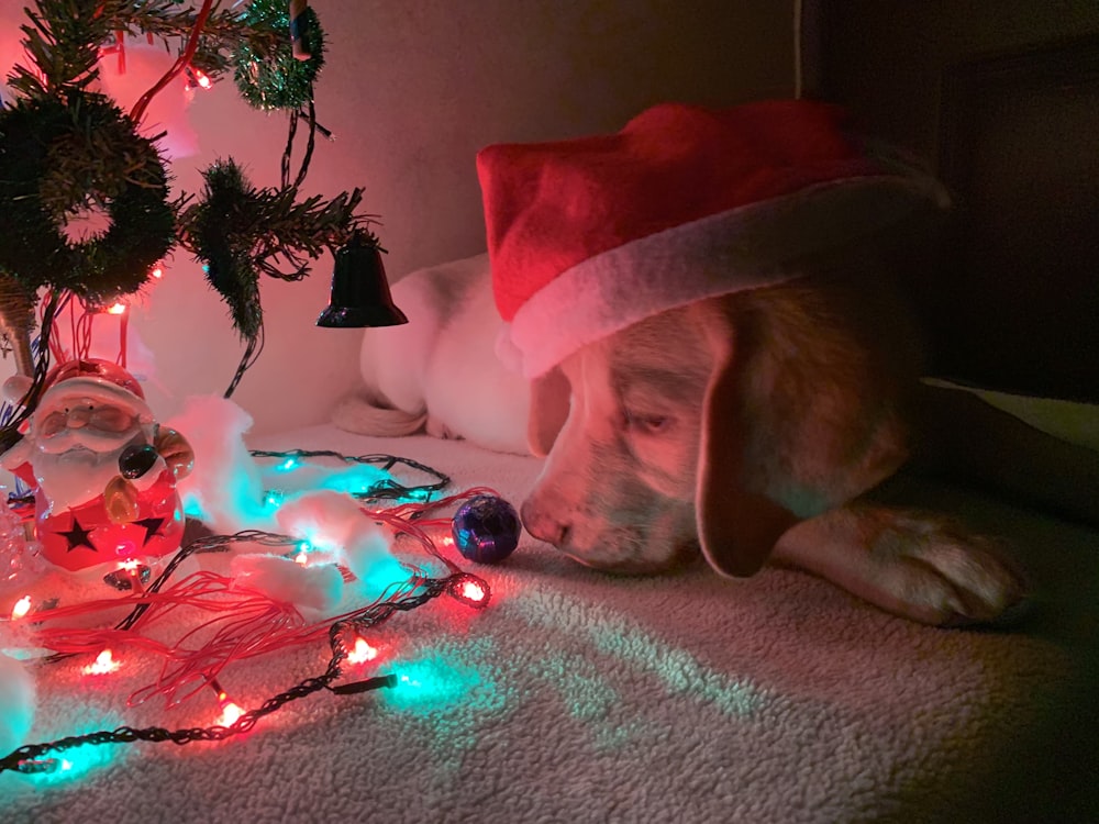 white short coated dog wearing red hat