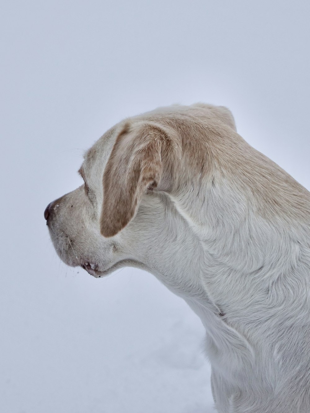 yellow labrador retriever puppy with white background