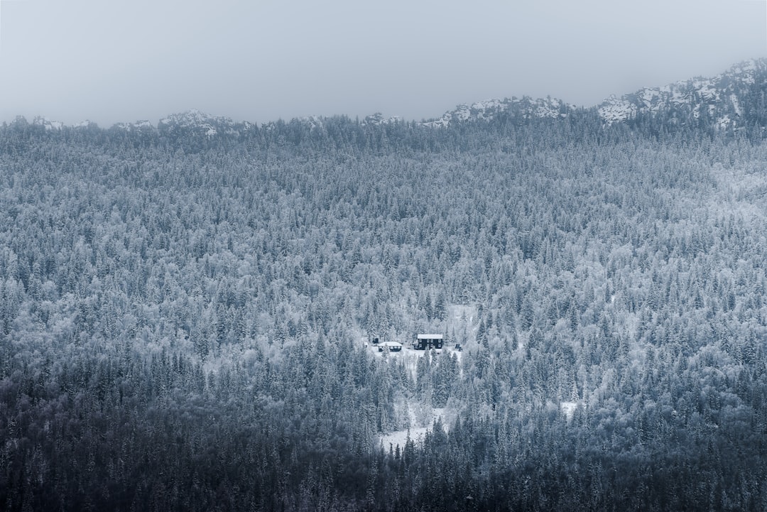 green trees on mountain during daytime