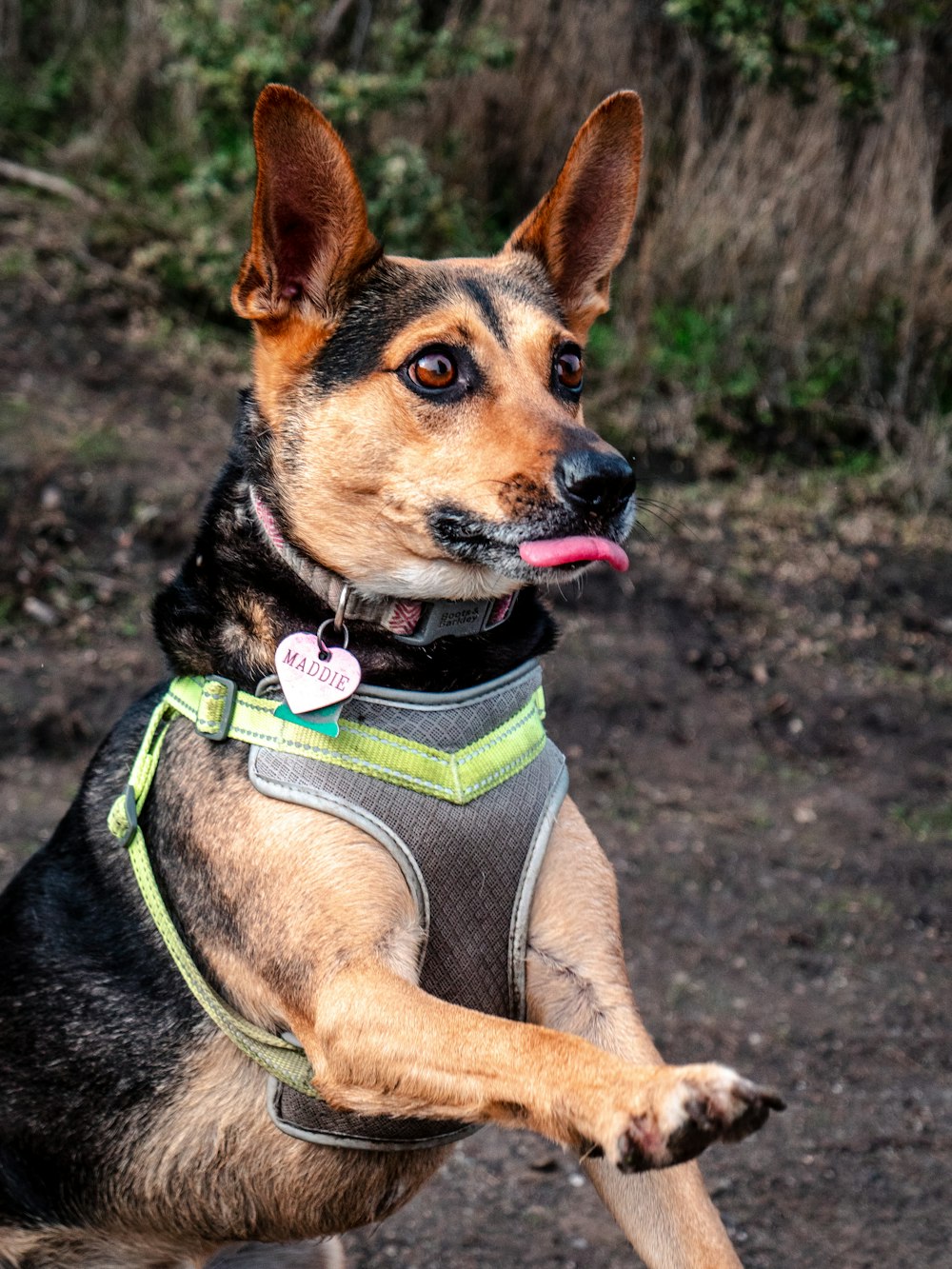 brown and black short coated dog wearing gray and green shirt