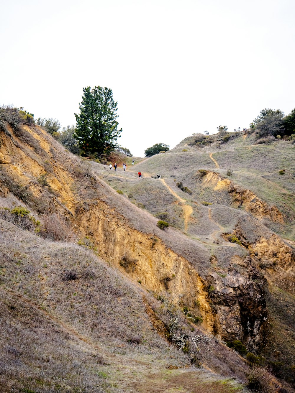 green trees on brown rocky mountain during daytime