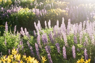 Sunlit field filled with wildflowers used in Bach flower essences, showcasing colors and textures