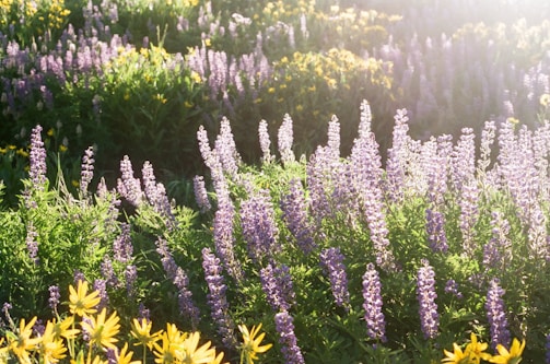 Sunlight streaming over rows of colorful flowers growing in neat beds at blodyn farm.