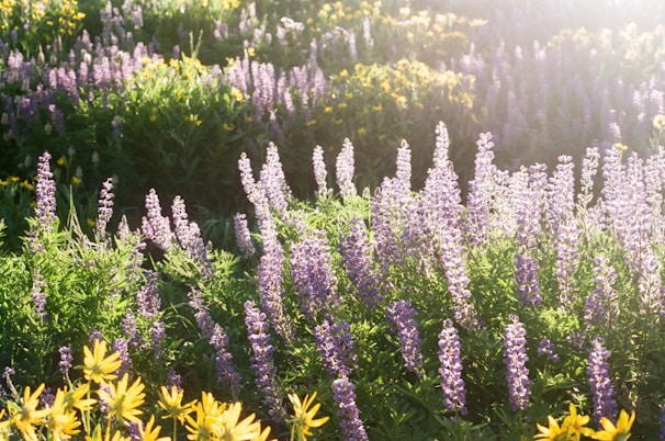 Sunlit field filled with wildflowers used in Bach flower essences, showcasing colors and textures