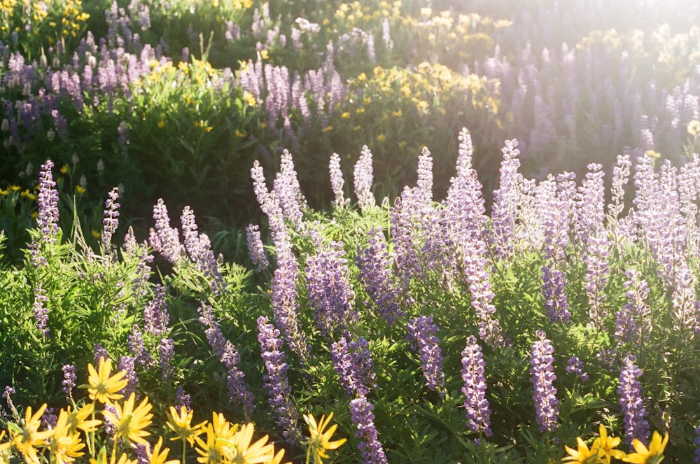 purple flowers on green grass field during daytime