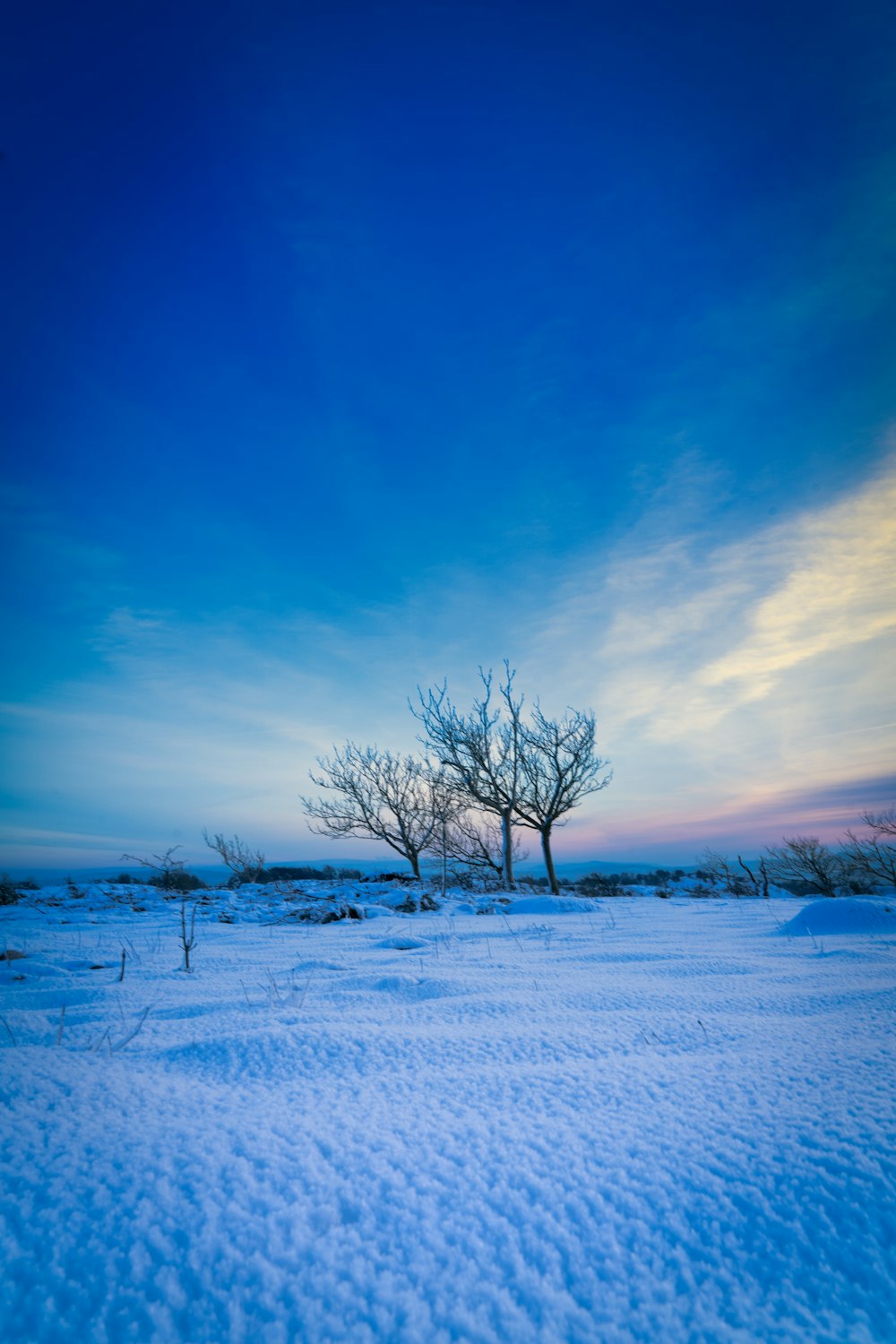 leafless tree on snow covered ground under blue sky during daytime