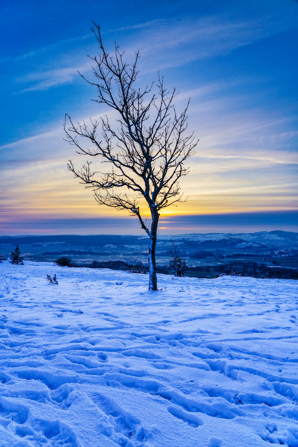 bare tree on snow covered ground during sunset