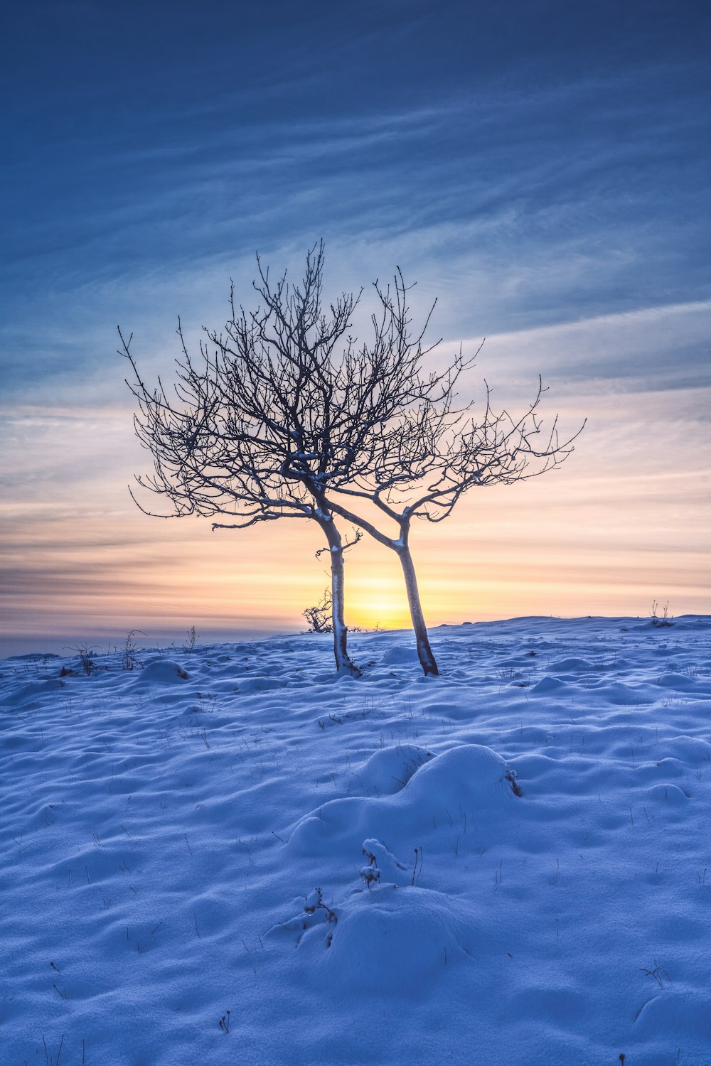leafless tree on snow covered ground during daytime