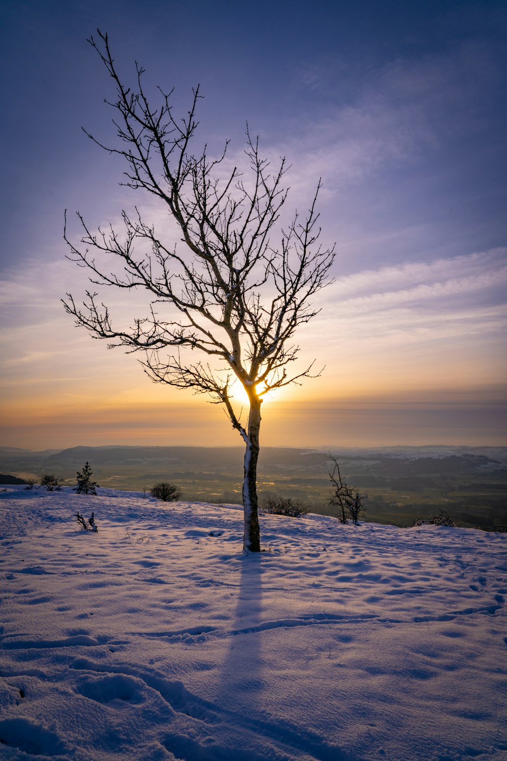 leafless tree on snow covered ground during sunset