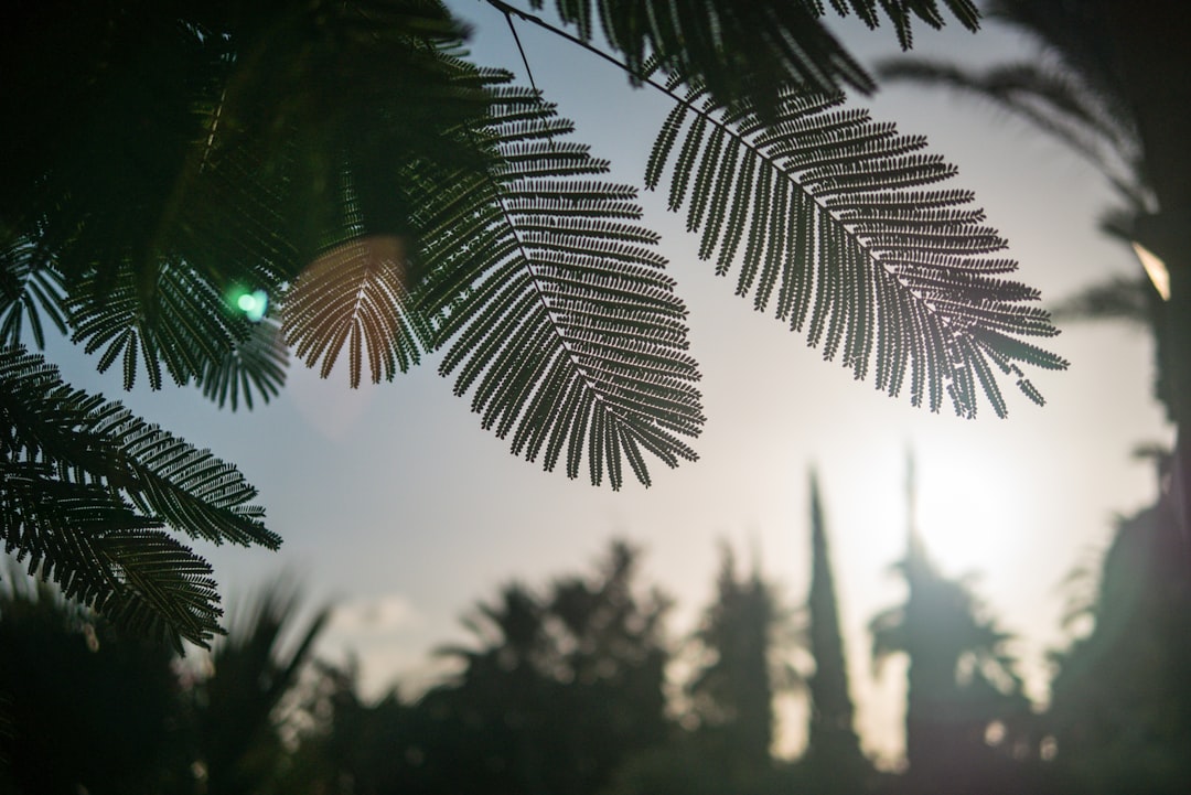 green palm tree during daytime