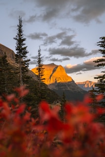 green pine trees near mountain during daytime