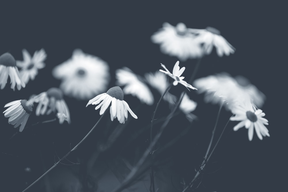 grayscale photo of white flowers