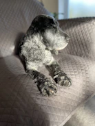 A happy dog resting comfortably at home during a virtual vet checkup.