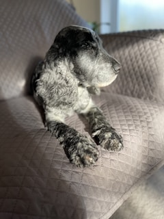 A calm dog sitting peacefully in a sunlit living room.
