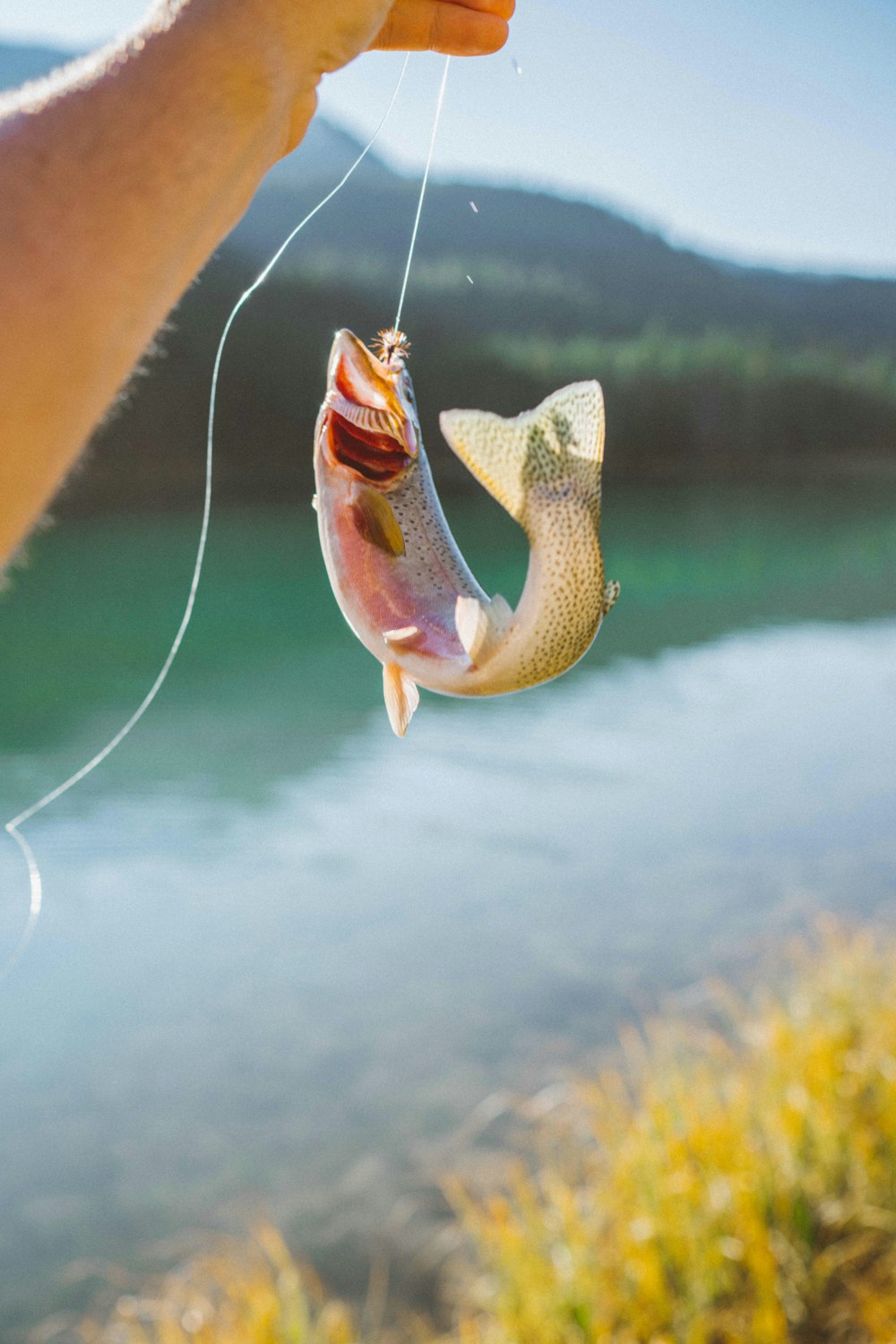 yellow and white fish on water